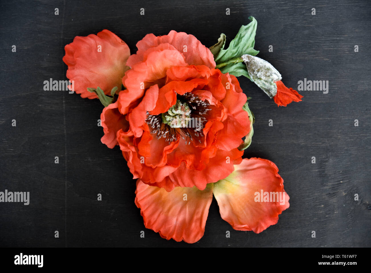 Red poppy on gray background hi-res stock photography and images - Alamy