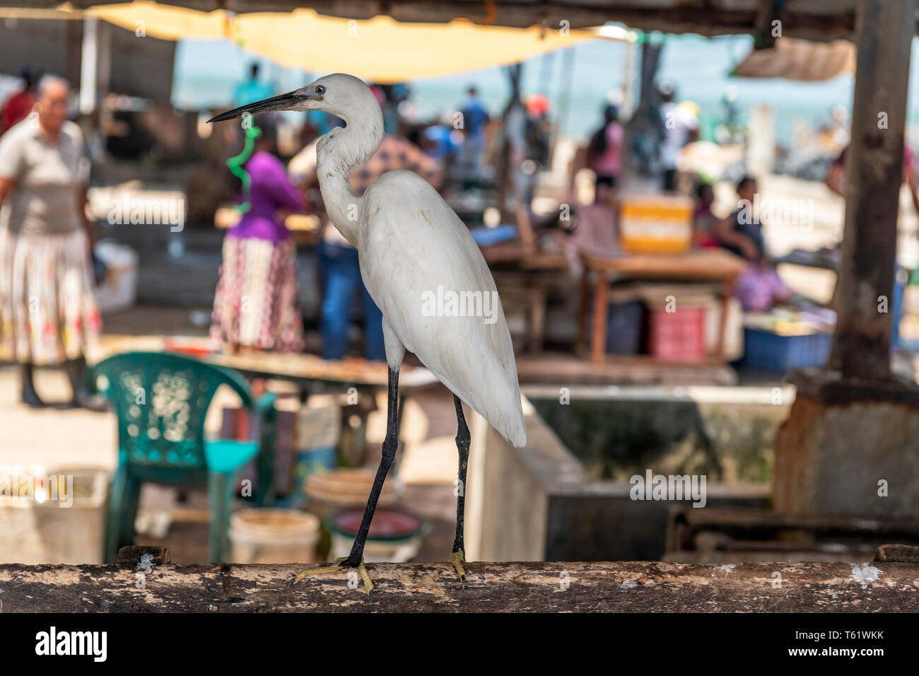 An egret waits patiently for the chance to snatch an easy meal from fish on display at the Negombo fish market in Sri Lanka. Stock Photo