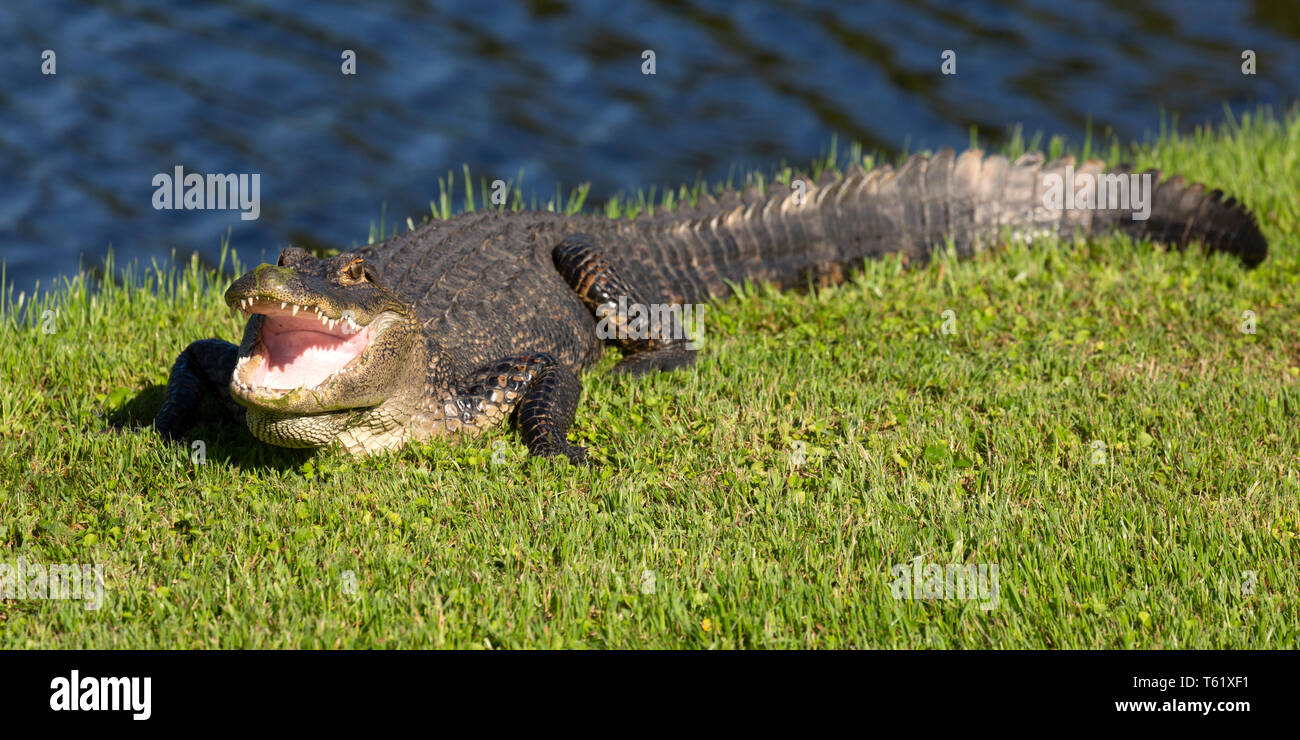 American alligator (Alligator mississippiensis) in Charleston in South