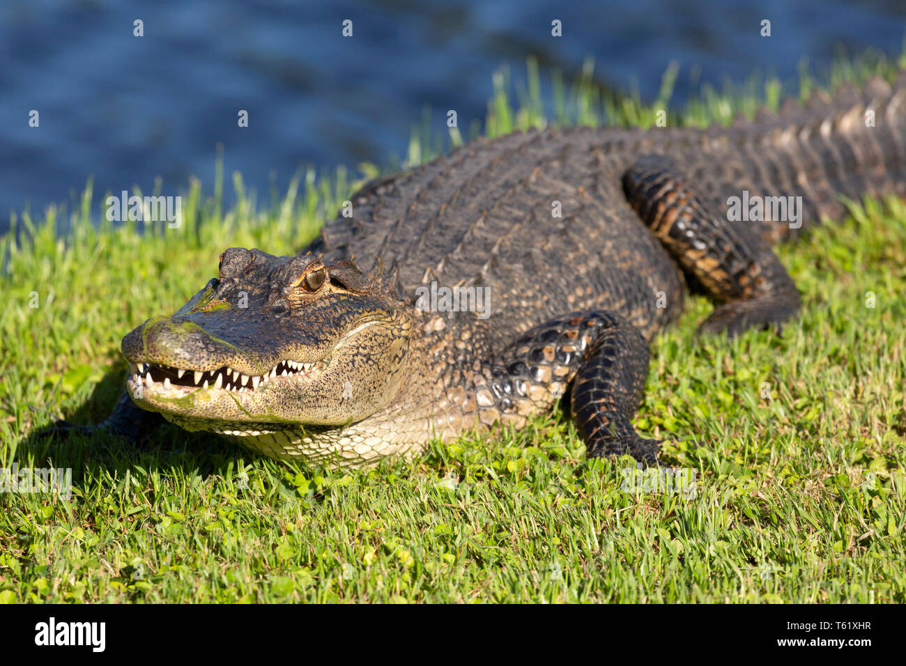 An American alligator (Alligator mississippiensis) near Charleston in South Carolina, USA. The alligator basks in sunshine. Stock Photo