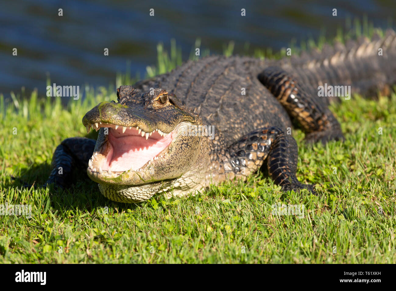 American alligator (Alligator mississippiensis) in Charleston in South