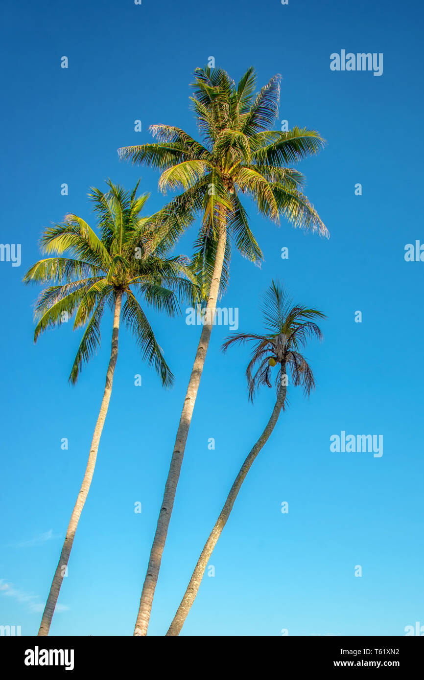 Palm trees on blue sky background Stock Photo - Alamy