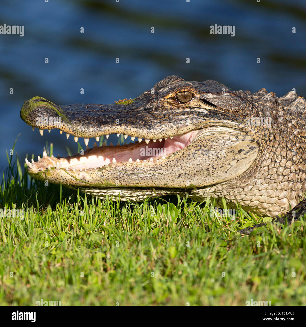 Alligator mississippiensis hires stock photography and images Alamy