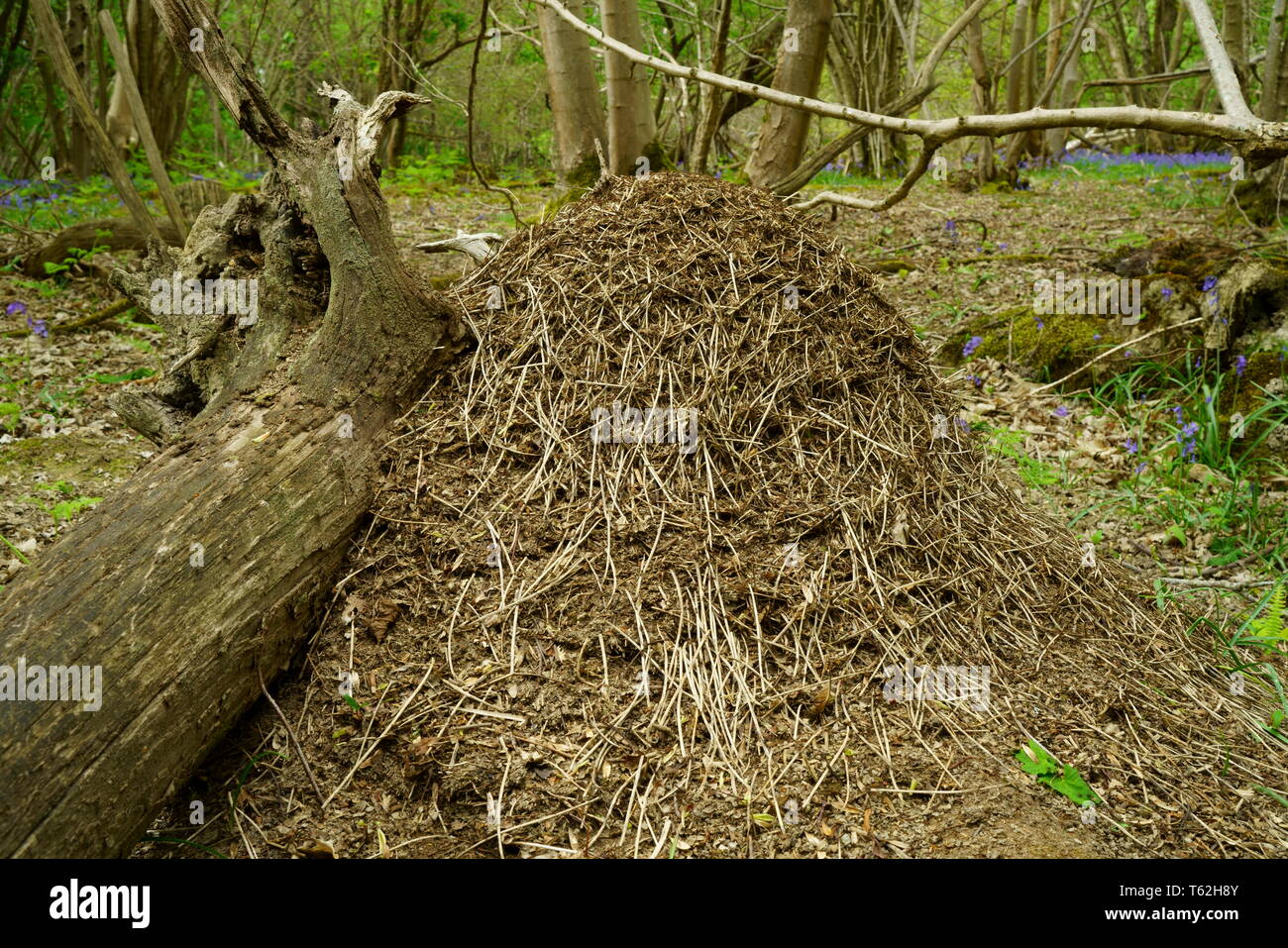 A Wood ants nest built around an old tree stump. Stock Photo