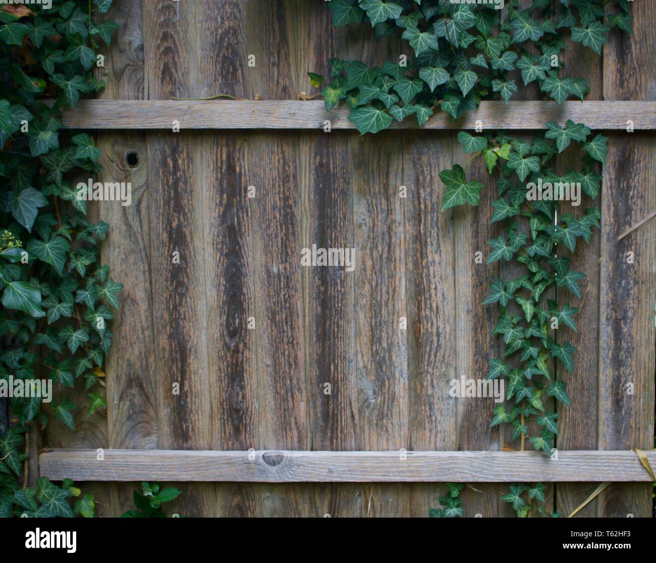 Ivy growing on old wooden garden fence Stock Photo - Alamy