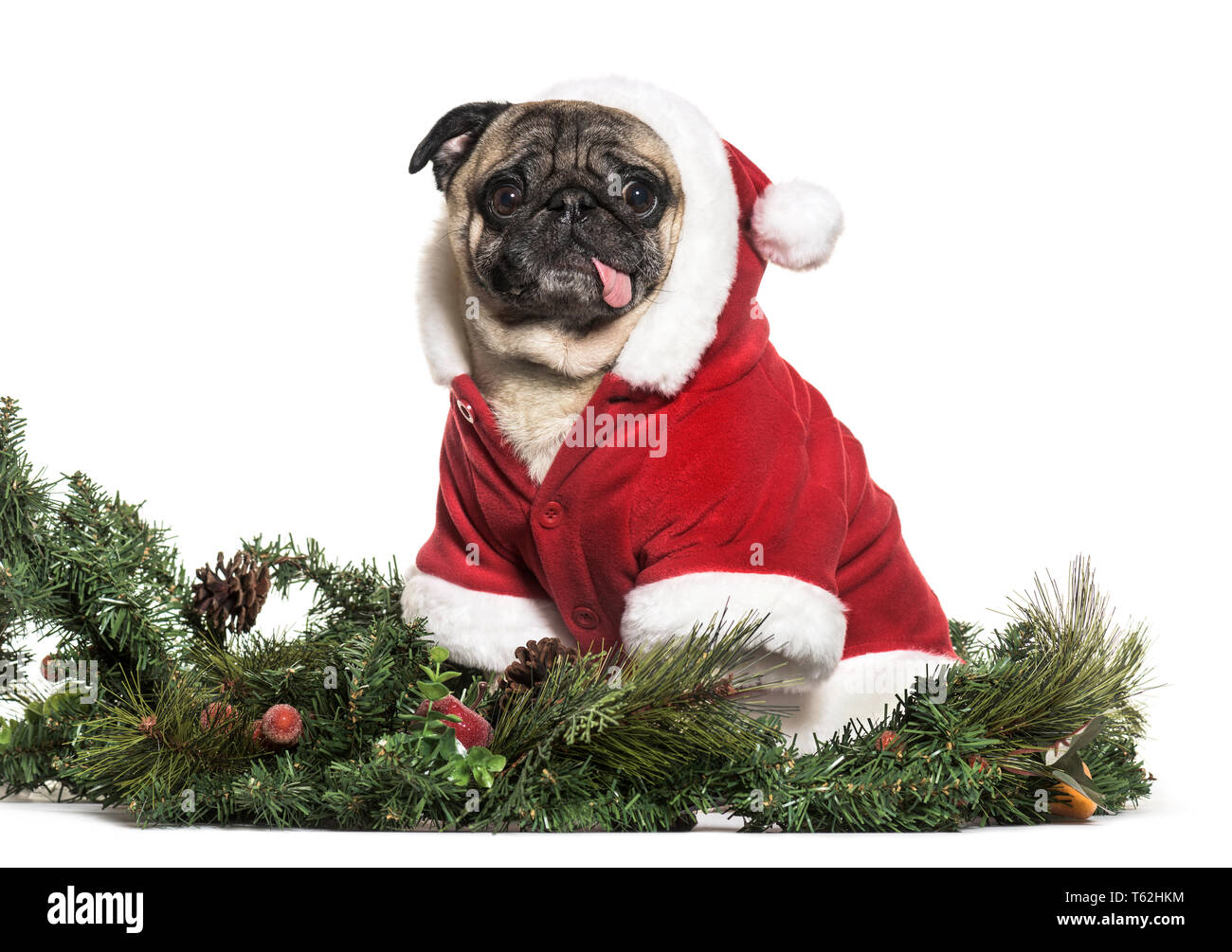 pug in christmas outfit