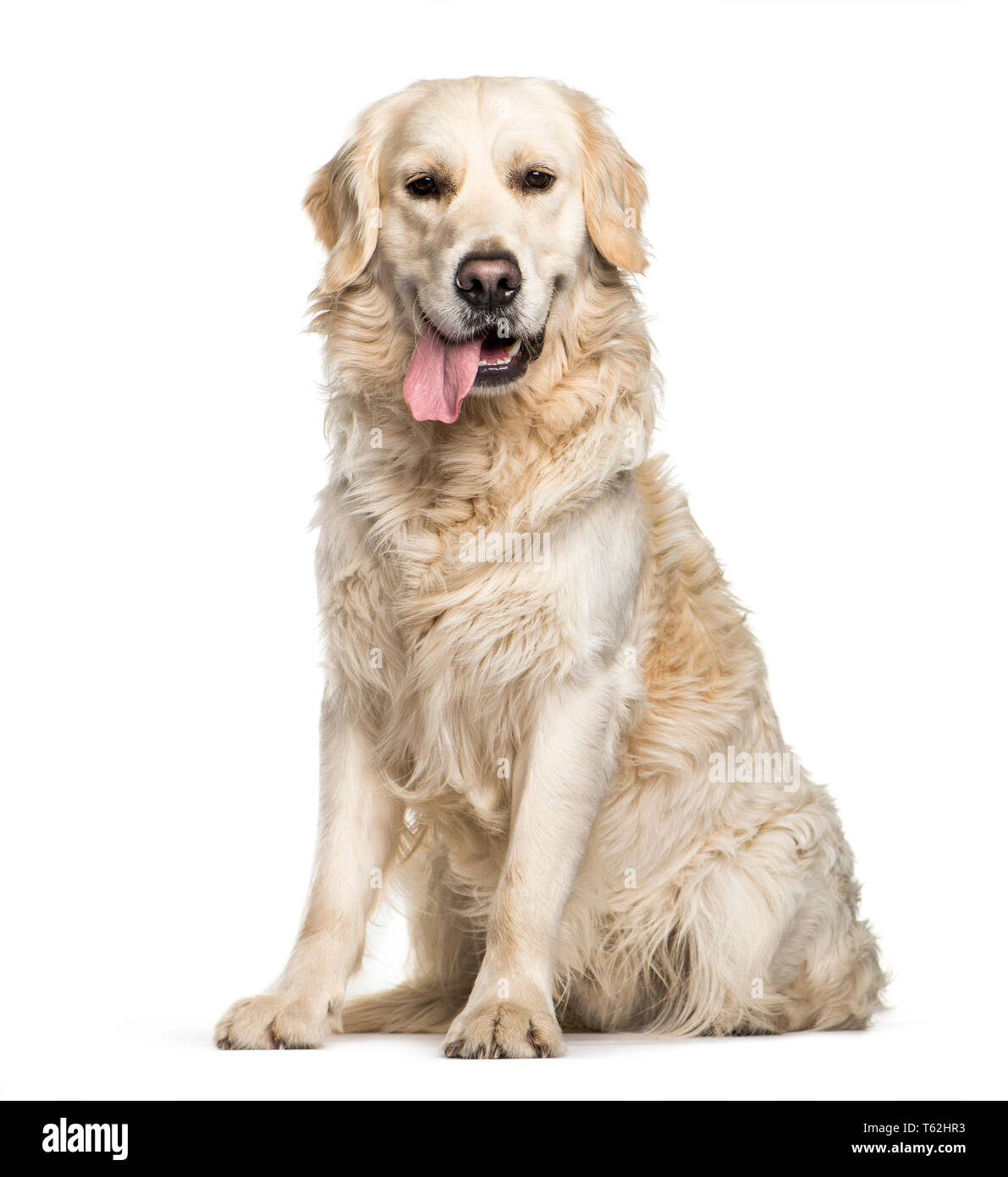 Golden Retriever sitting in front of white background Stock Photo - Alamy