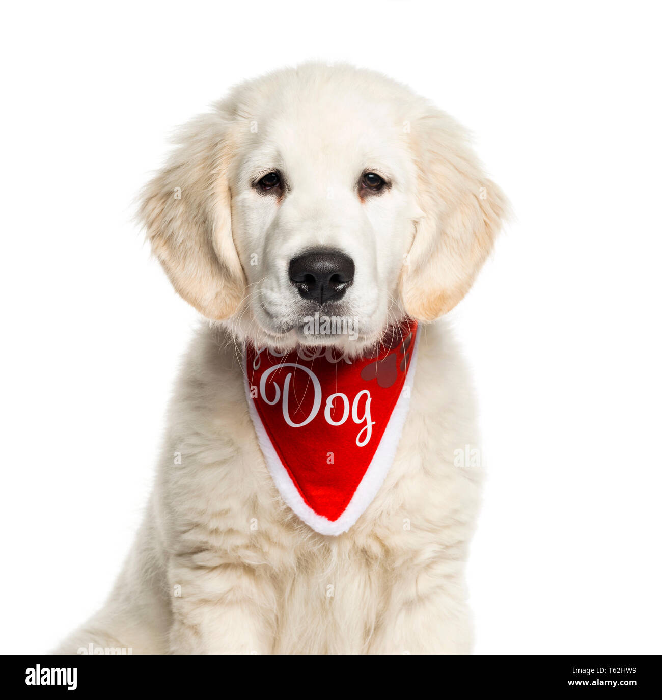 Golden Retriever sitting in front of white background Stock Photo - Alamy