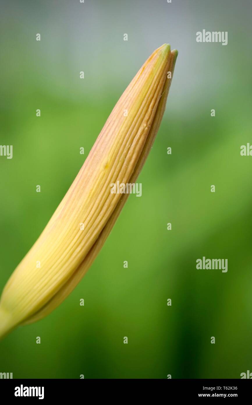 a beautiful  isolated  closed Lilly flower in a garden Stock Photo