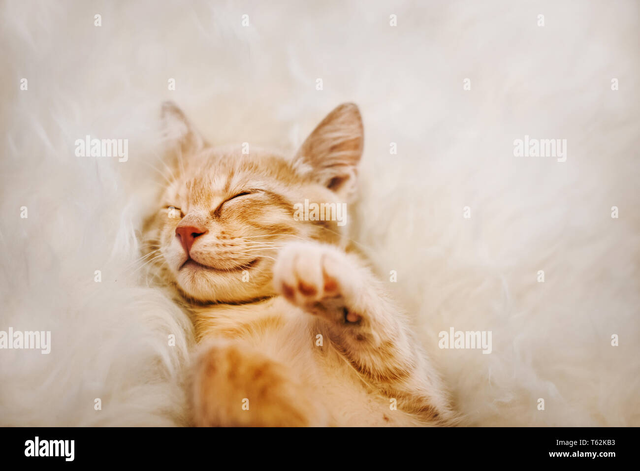Cute, red kitten is sleeping on his back and smiling, paws up. Concept of sleep and good morning. Stock Photo