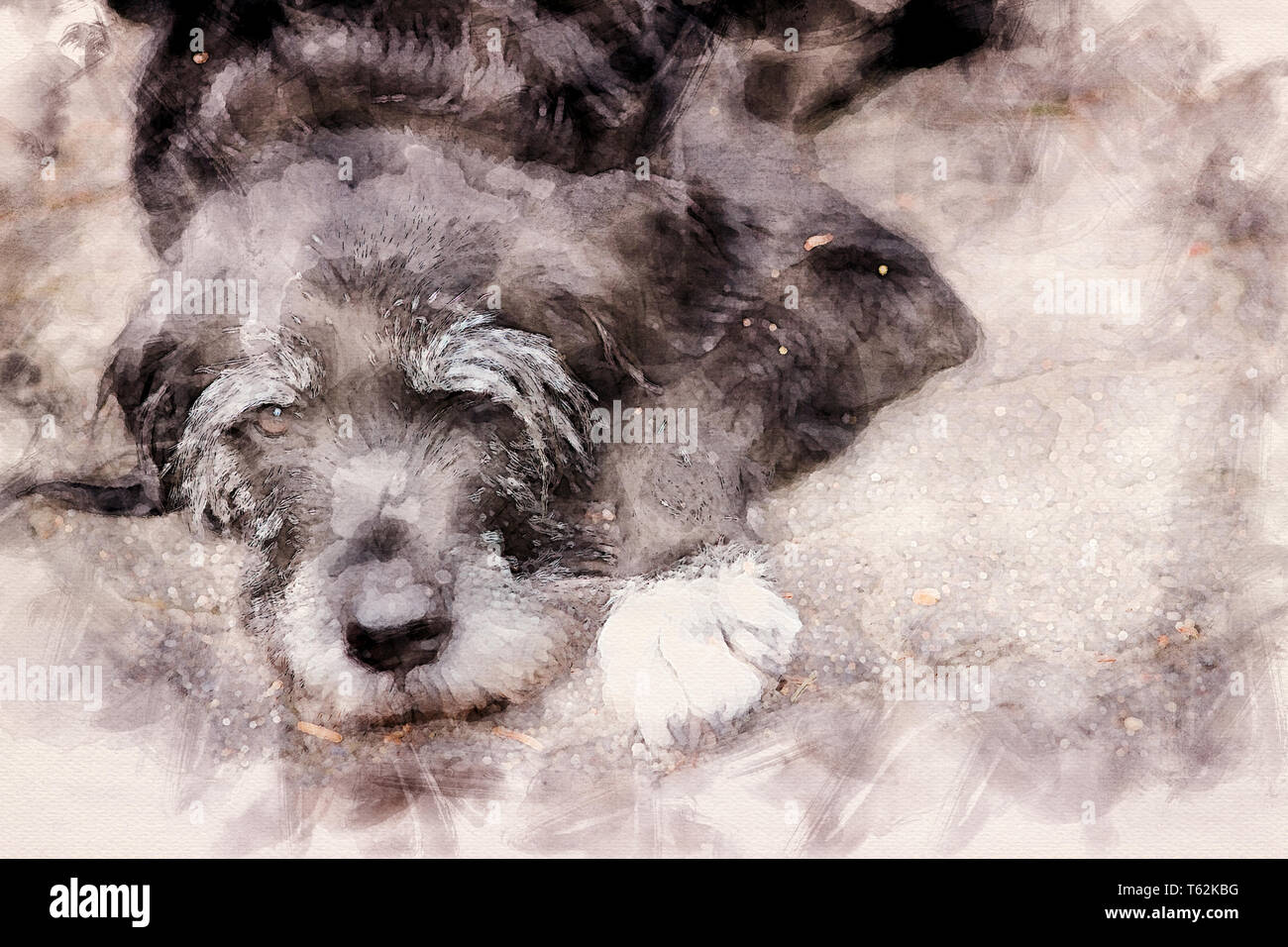 black dog lying on the pavement in watercolors Stock Photo - Alamy