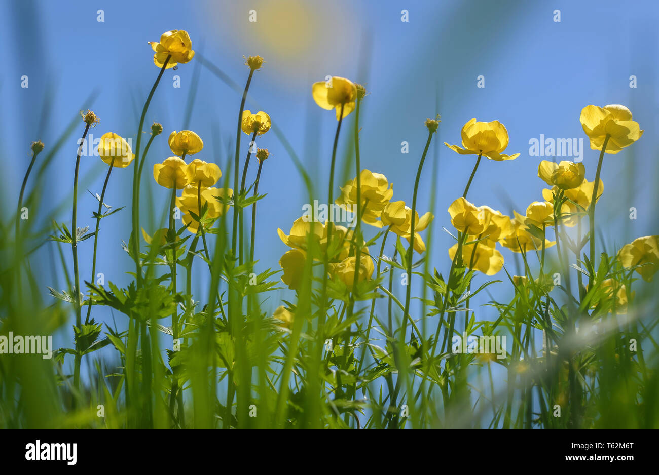 Amazing bright yellow wild flowers Trollius europaeus on a green meadow close up on the background of the blue sky Stock Photo