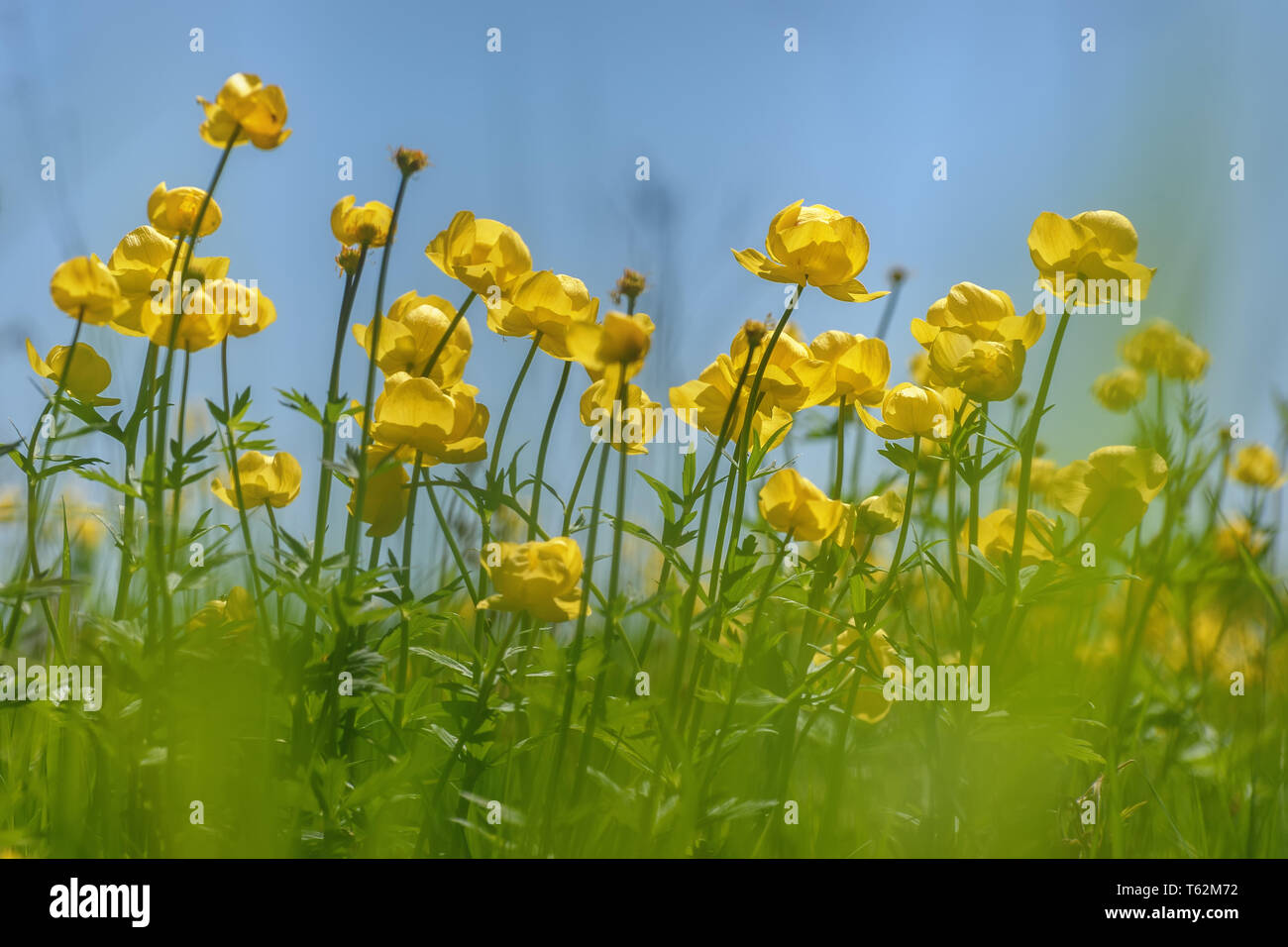 Amazing bright yellow wild flowers Trollius europaeus on a green meadow close up on the background of the blue sky Stock Photo