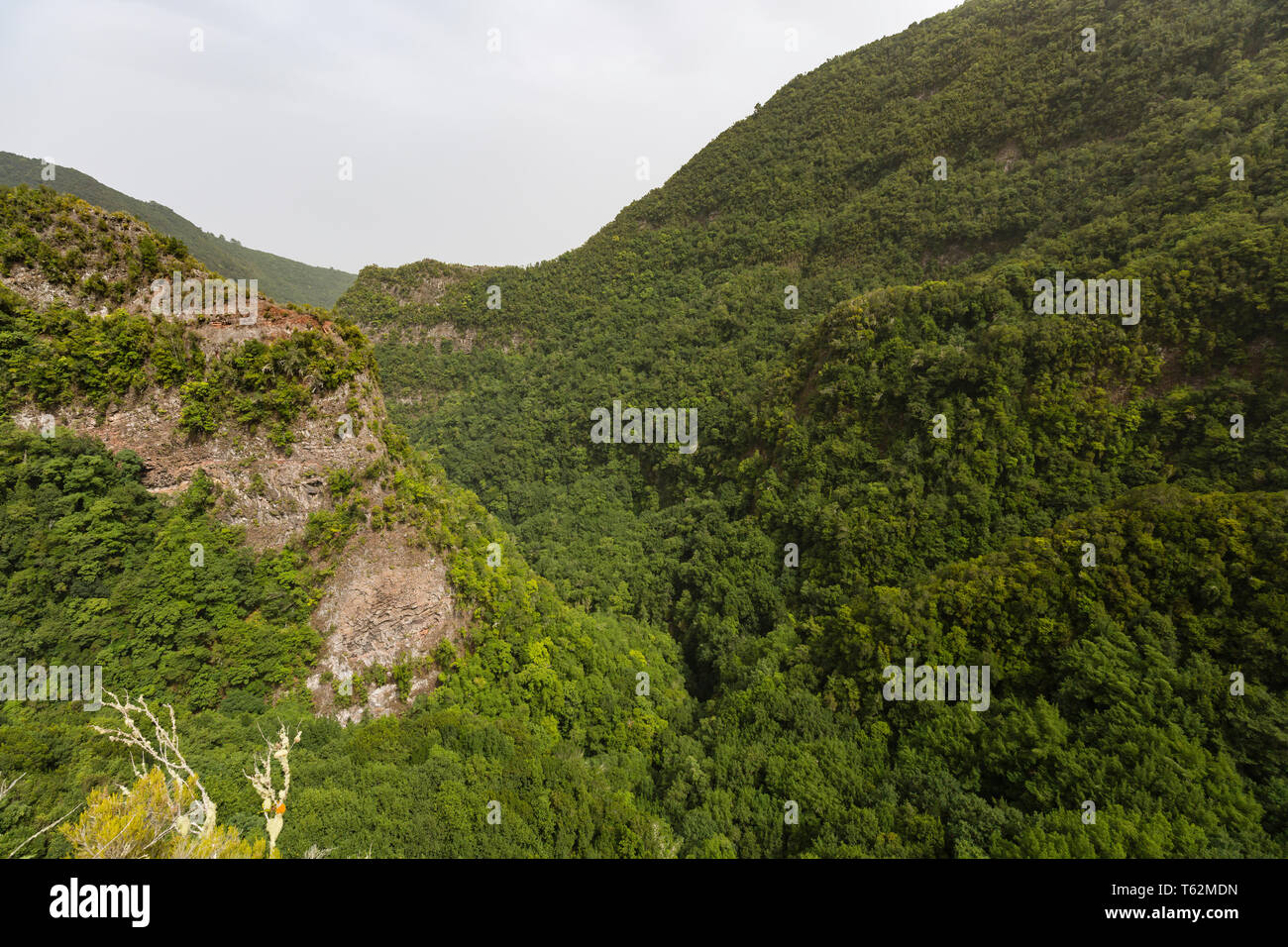 View from the Mirador Espigon del Atravesado Los Tilos, La Palma through the rain forest canyon. Stock Photo