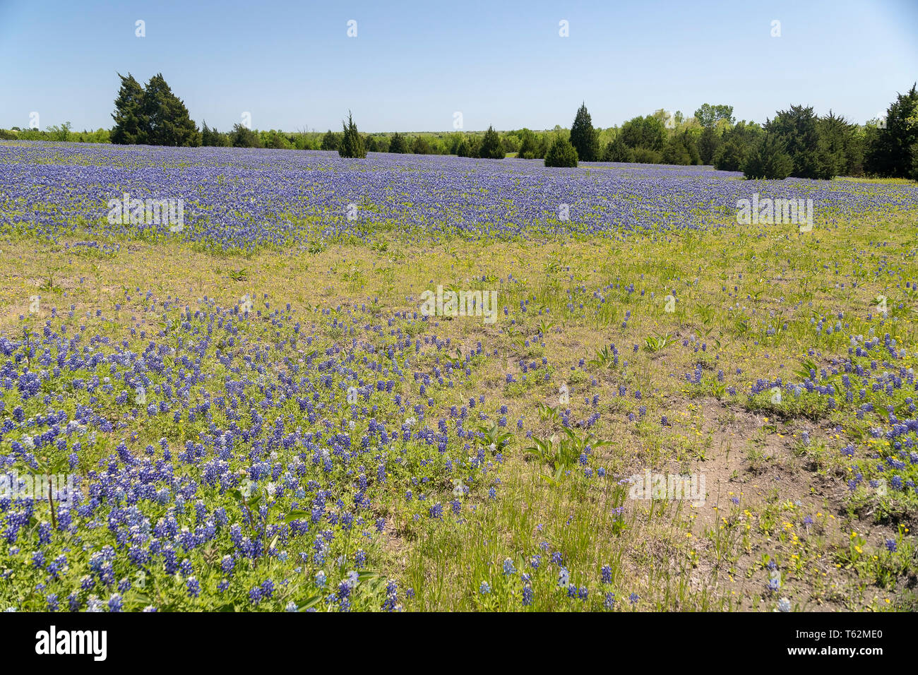 Bluebonnets growing in Ennis Texas Stock Photo