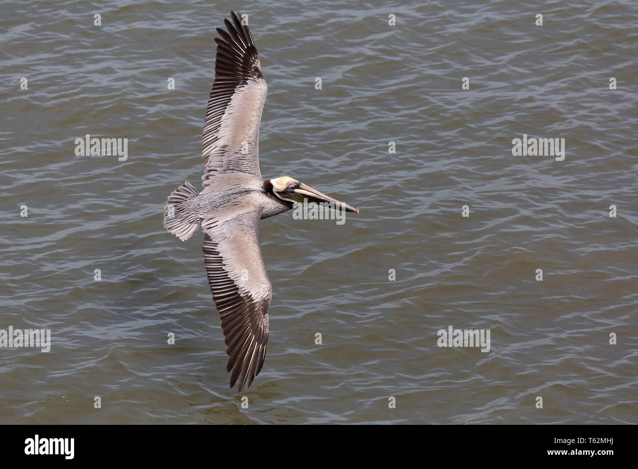 Brown pelican (Pelecanus occidentalis) flying above the Cooper River off Charleston, South Carolina, USA. The bird flies just a couple of feet above t Stock Photo