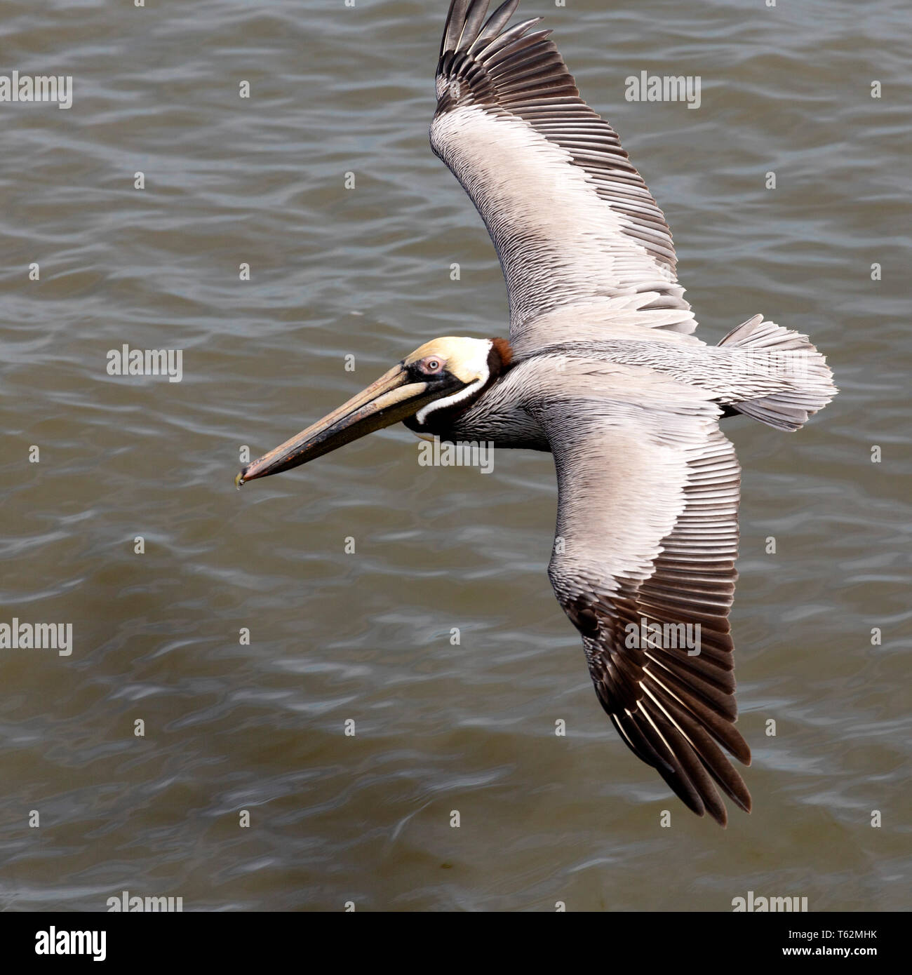 Brown pelican (Pelecanus occidentalis) flying above the Cooper River off Charleston, South Carolina, USA. The bird flies just a couple of feet above t Stock Photo