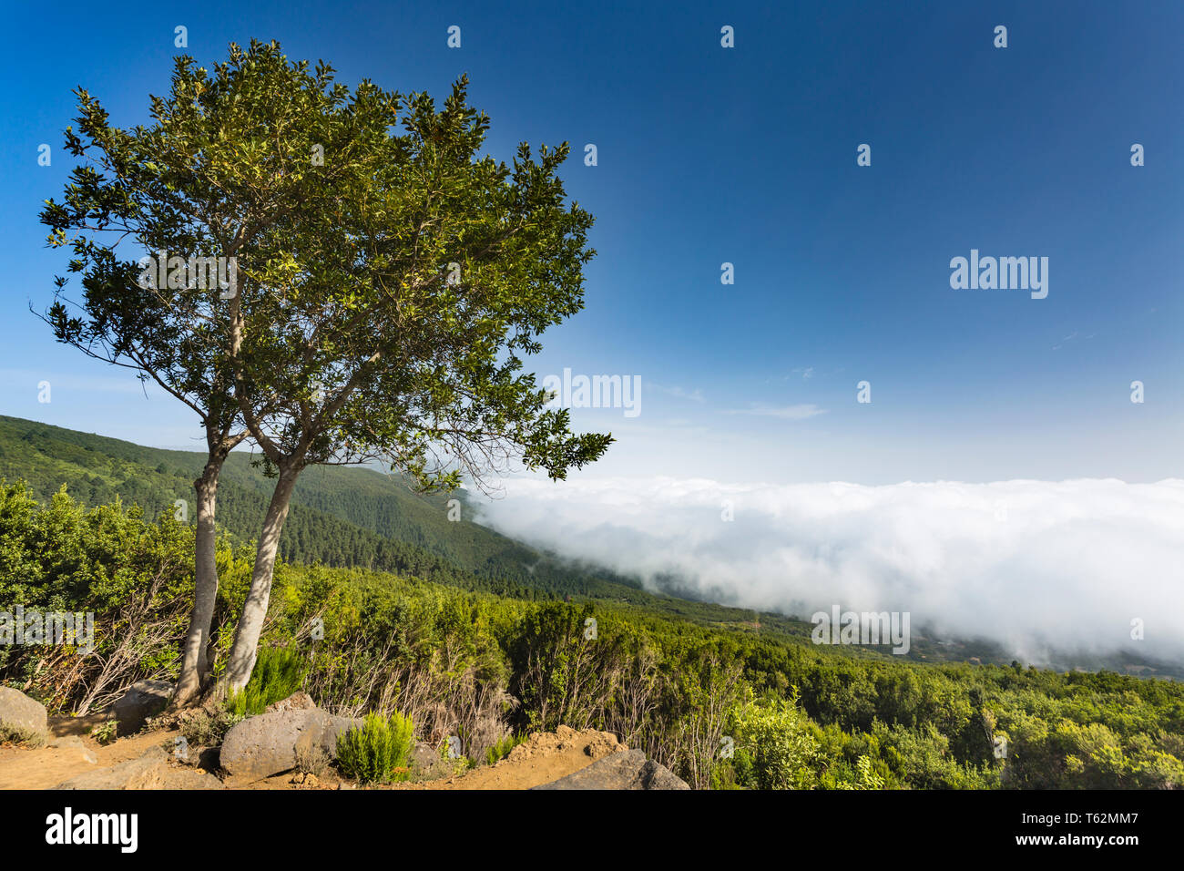 View from the Mirador Llano de Las Ventas on the LP 301 in La Palma, Spain above the clouds. Stock Photo