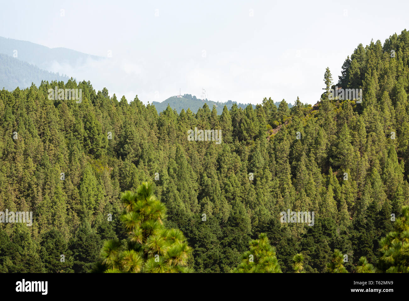 View over the pine forest of the Cumbre Vieja to the Cumbre Nueva in La Palma, Spain. Stock Photo
