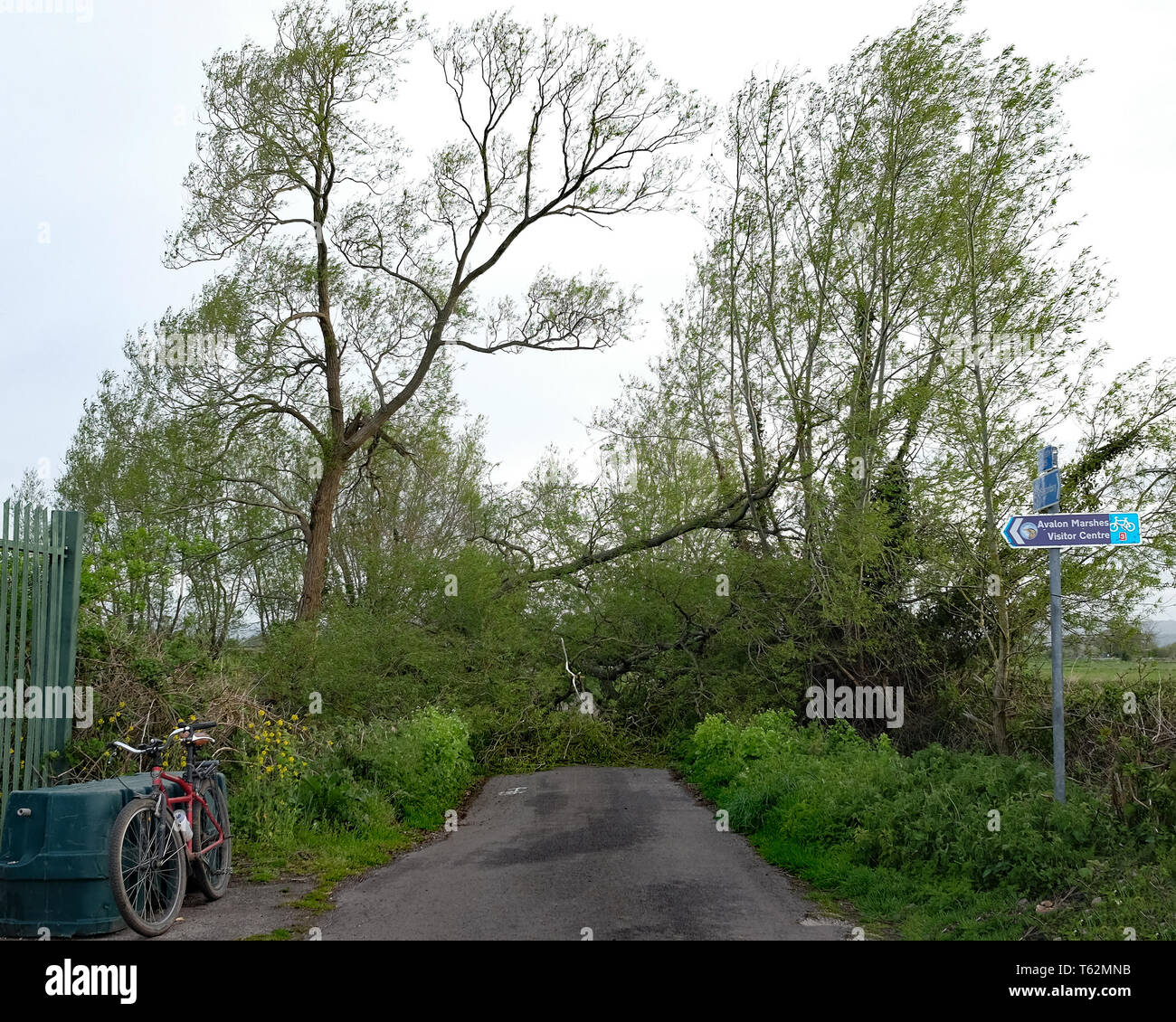 Tree down across road hires stock photography and images Alamy