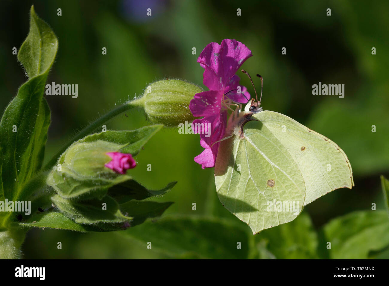 Brimstone Butterfly on Campion Flower Stock Photo