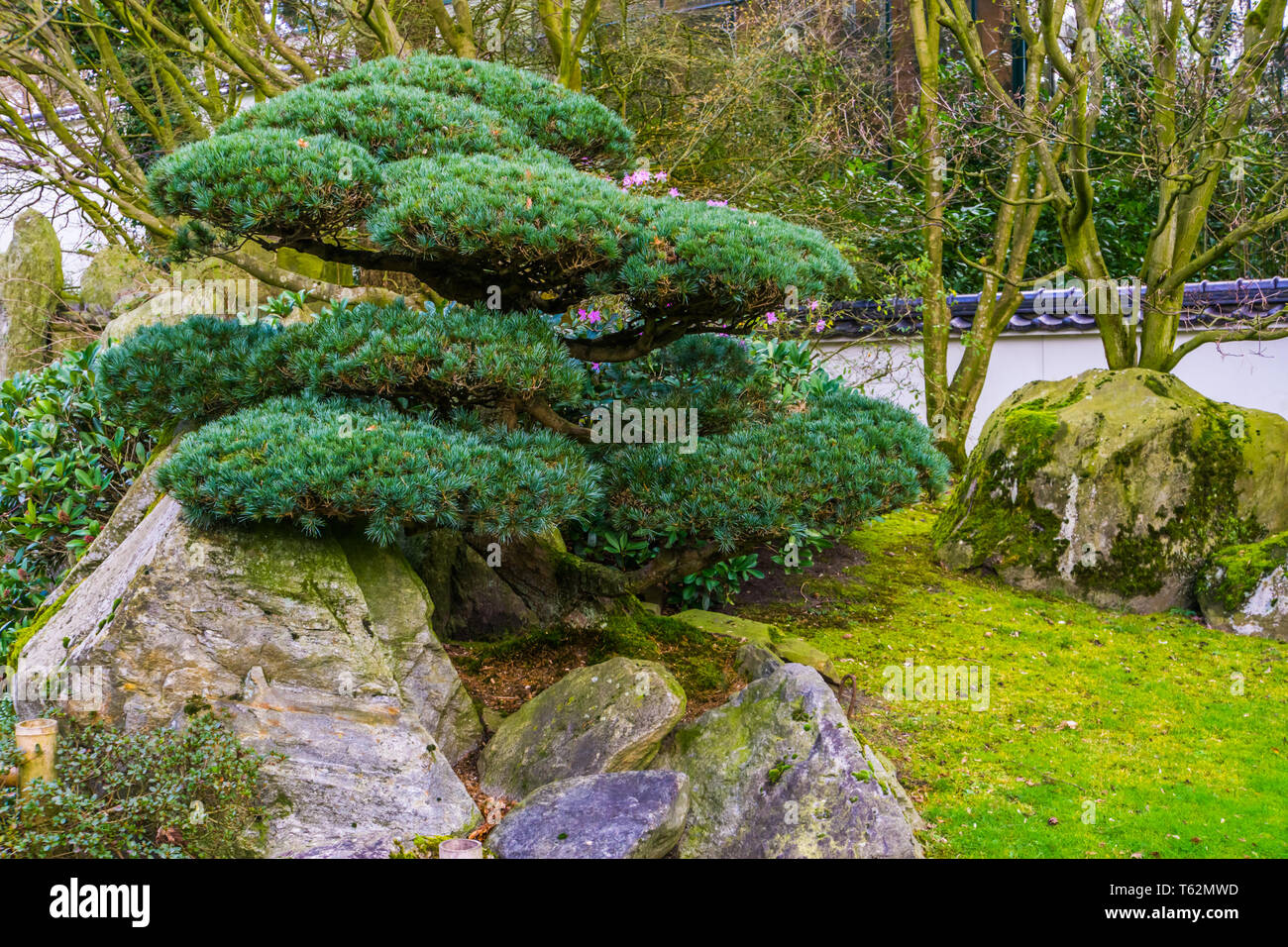 pruned tree in japanese style, Topiary art, Asian traditions Stock