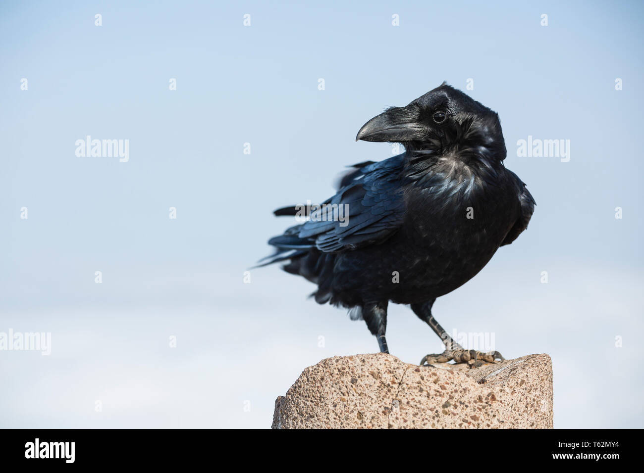 A black crow sitting on the peak column of Pico Birigoyo in La Palma, Spain. Stock Photo