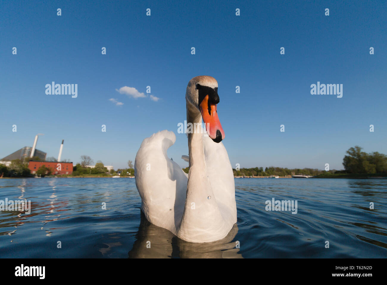 Swan in blue water wide angle lens, low angle shot Stock Photo