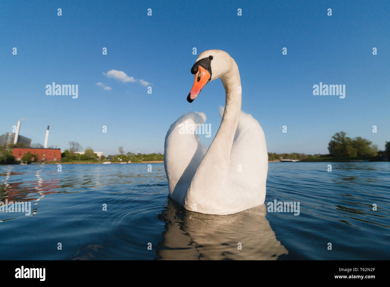 Swan in blue water wide angle lens, low angle shot Stock Photo
