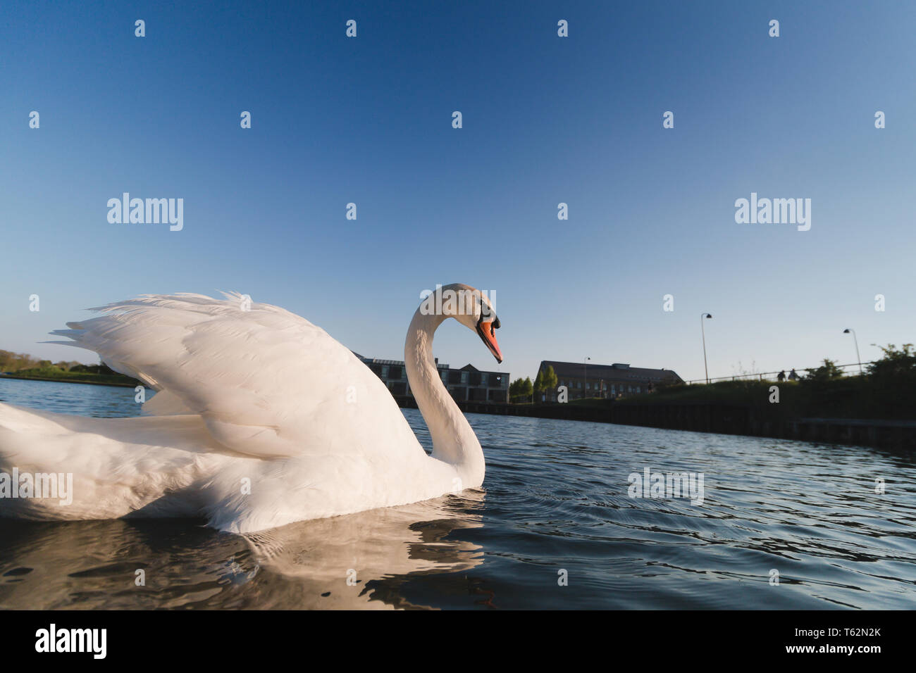 Swan in blue water wide angle lens, low angle shot Stock Photo