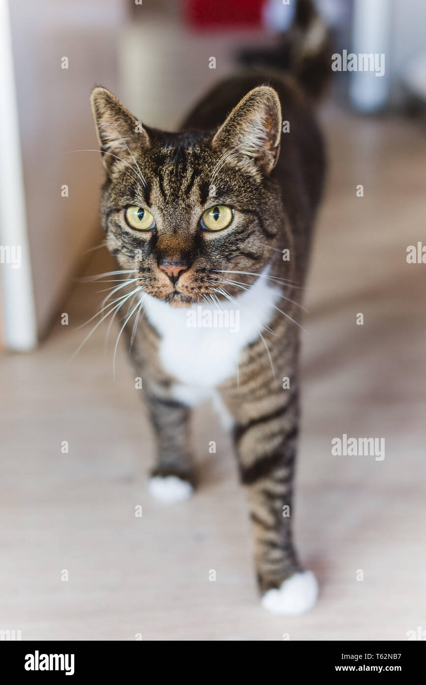 Gestreifte Katze Kater Stehend Zuhause Haustier Striped