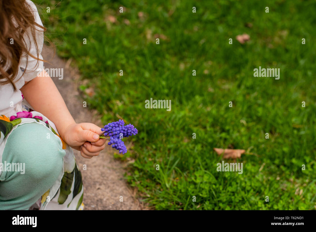 A young child picks purple flowers outside on a spring day. Stock Photo