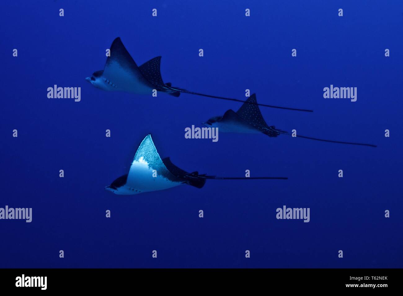 Underwater Photography in Maldives Stock Photo Alamy