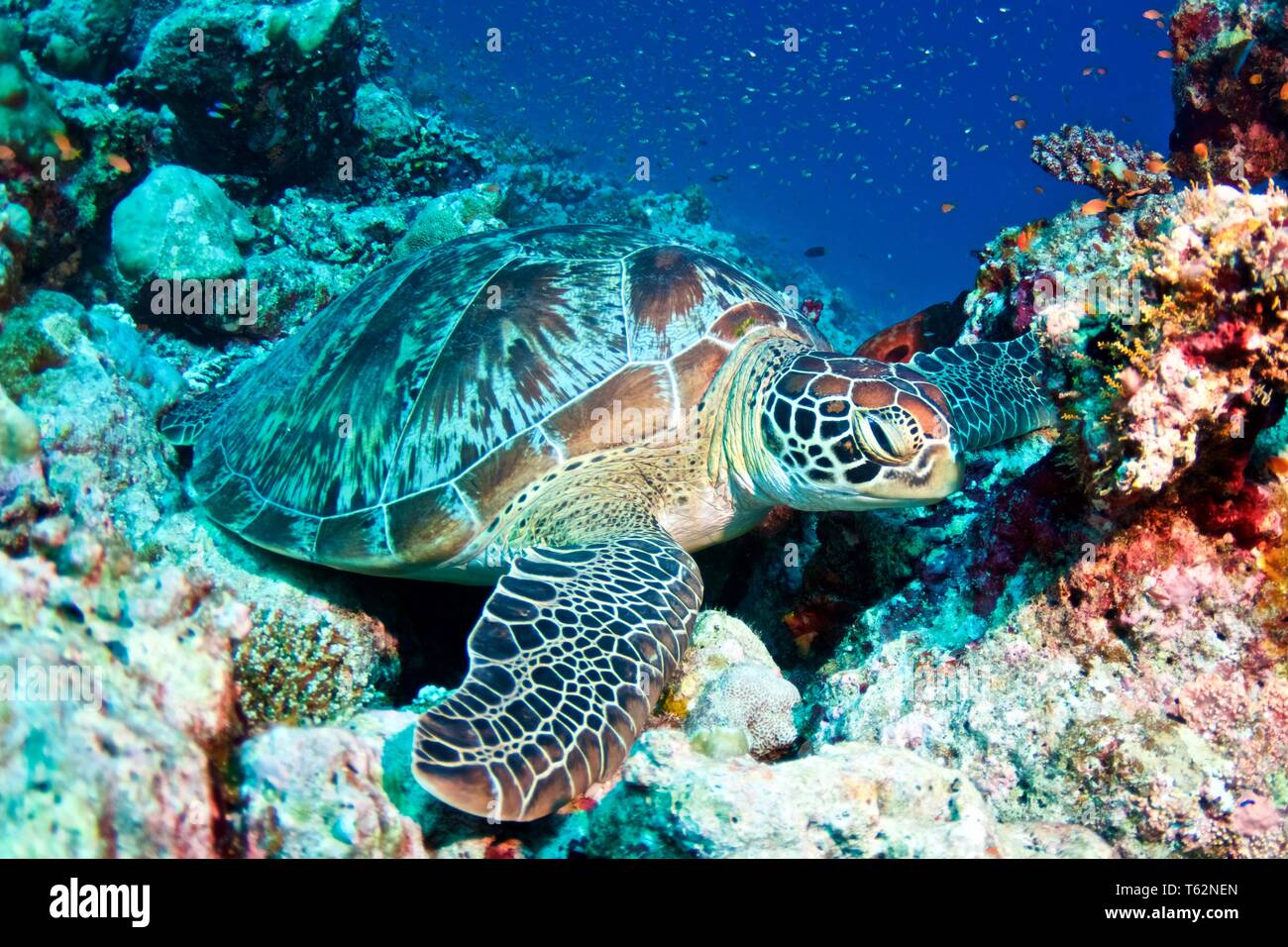 Underwater Photography in Maldives Stock Photo Alamy