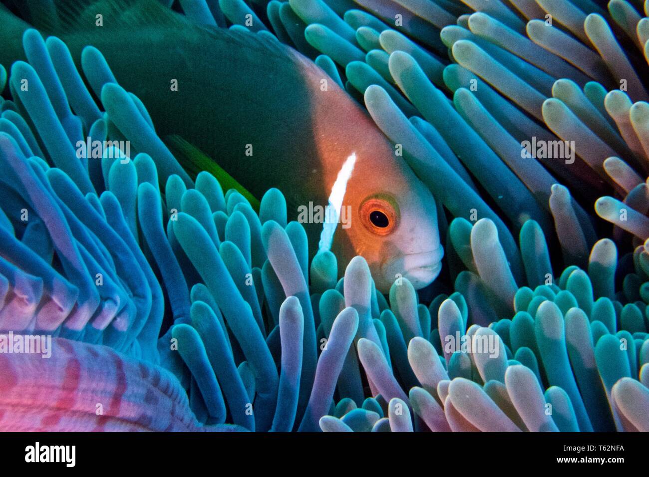 Magnificent sea anemone, Heteractis magnifica with Maldives anemonefish, or blackfooted clownfish, Amphiprion nigripes Stock Photo