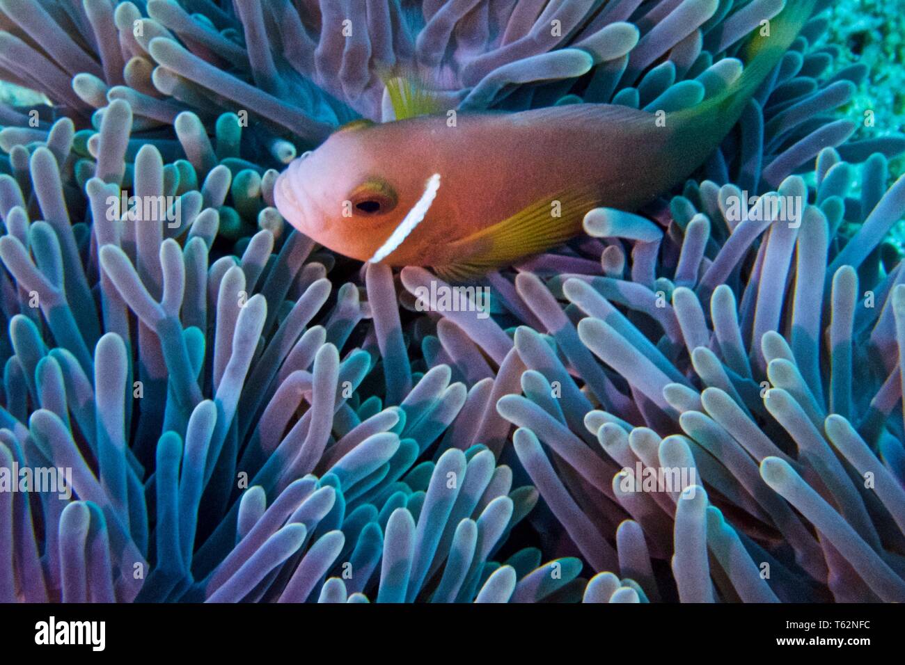 Magnificent sea anemone, Heteractis magnifica with Maldives anemonefish, or blackfooted clownfish, Amphiprion nigripes Stock Photo