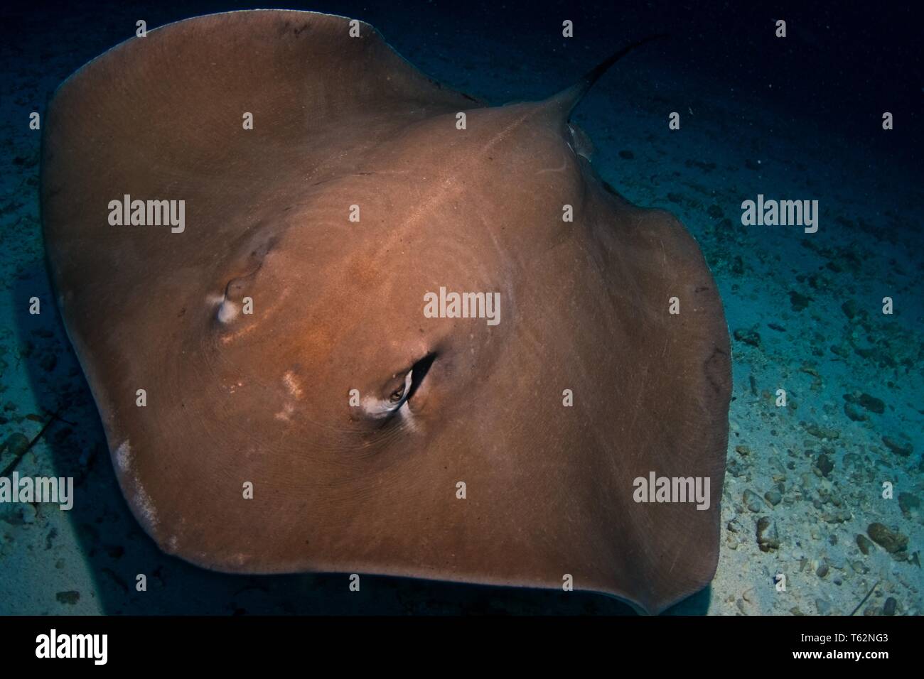 Underwater Photography in Maldives Stock Photo Alamy
