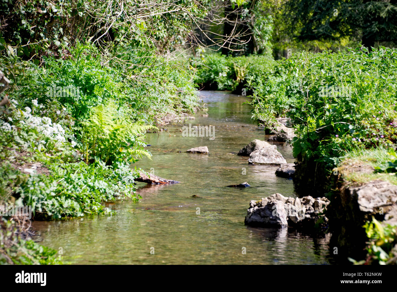 River Lemon Walks Stock Photo