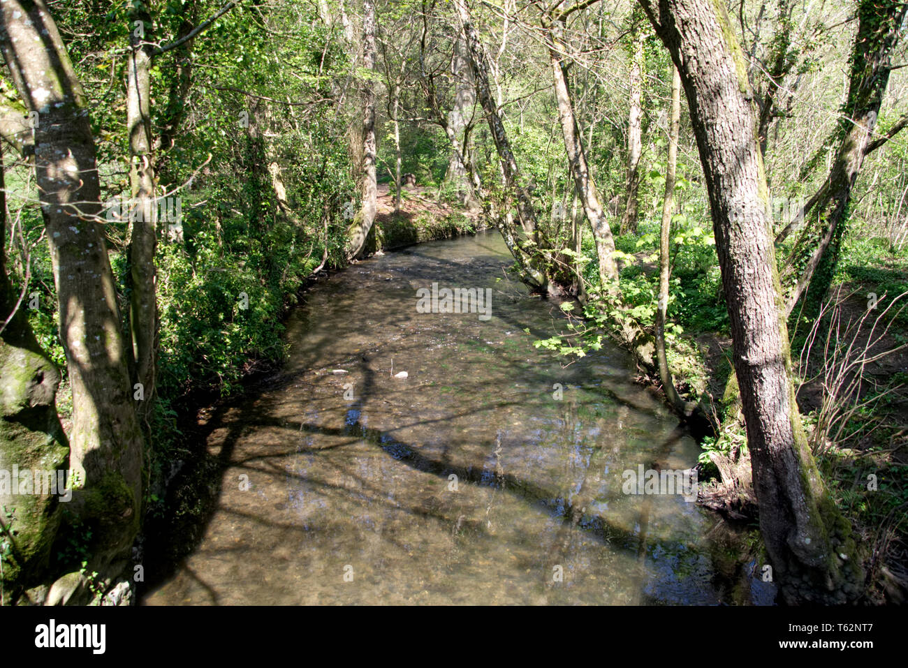 River Lemon Walks Stock Photo
