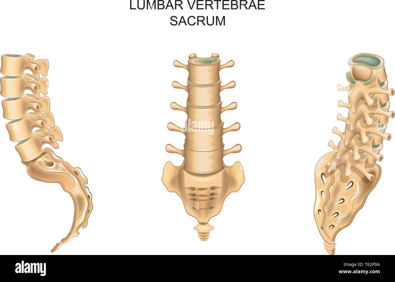 vector illustration of sacrum and lumbar vertebrae in different positions Stock Vector