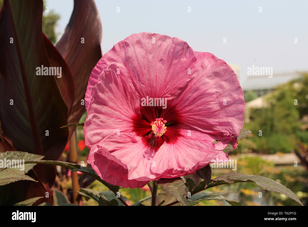 Pink hibiscus in full bloom hi-res stock photography and images - Alamy