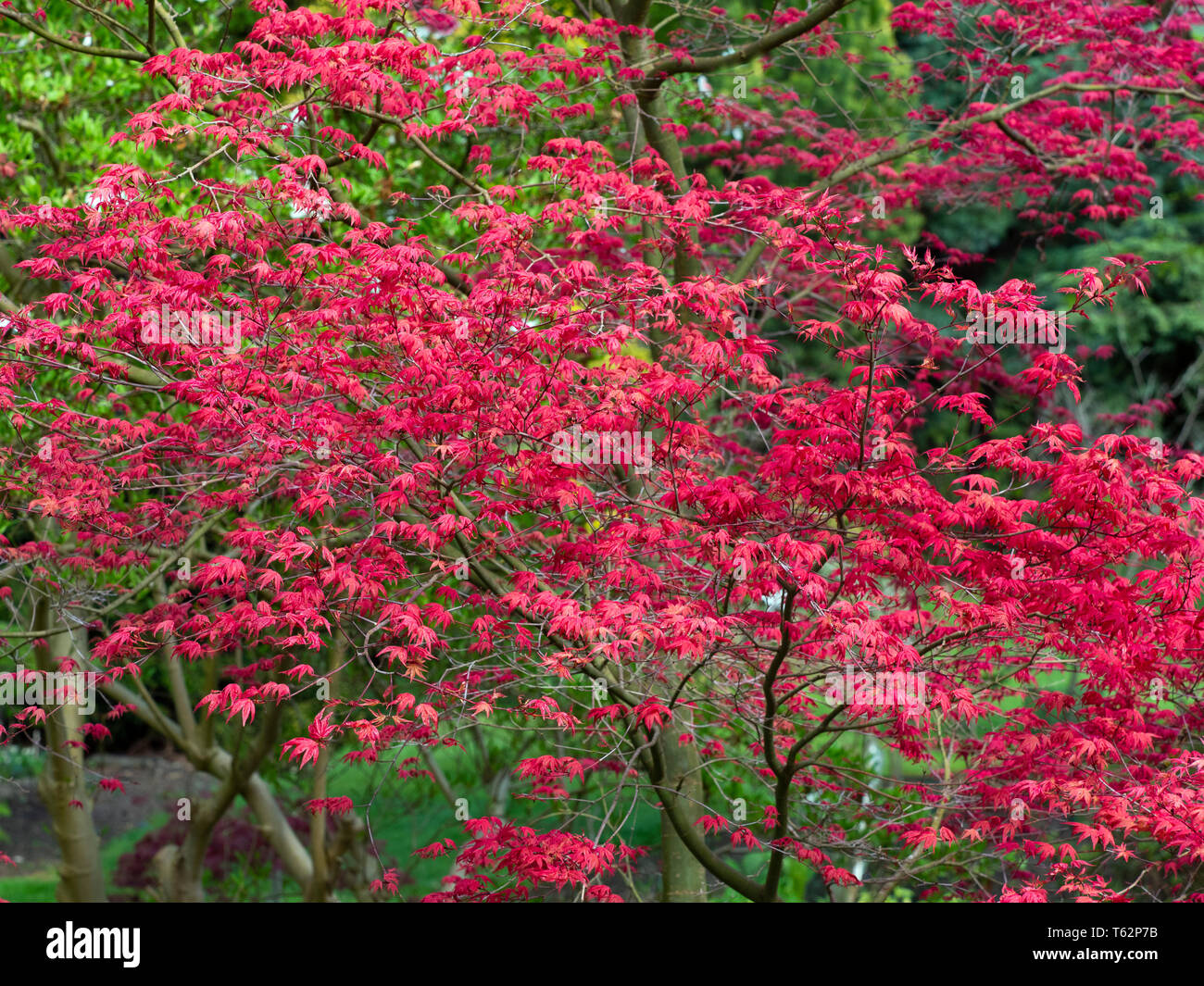 Japanese maple 'Shin-deshojo' Acer palmatumn Stock Photo