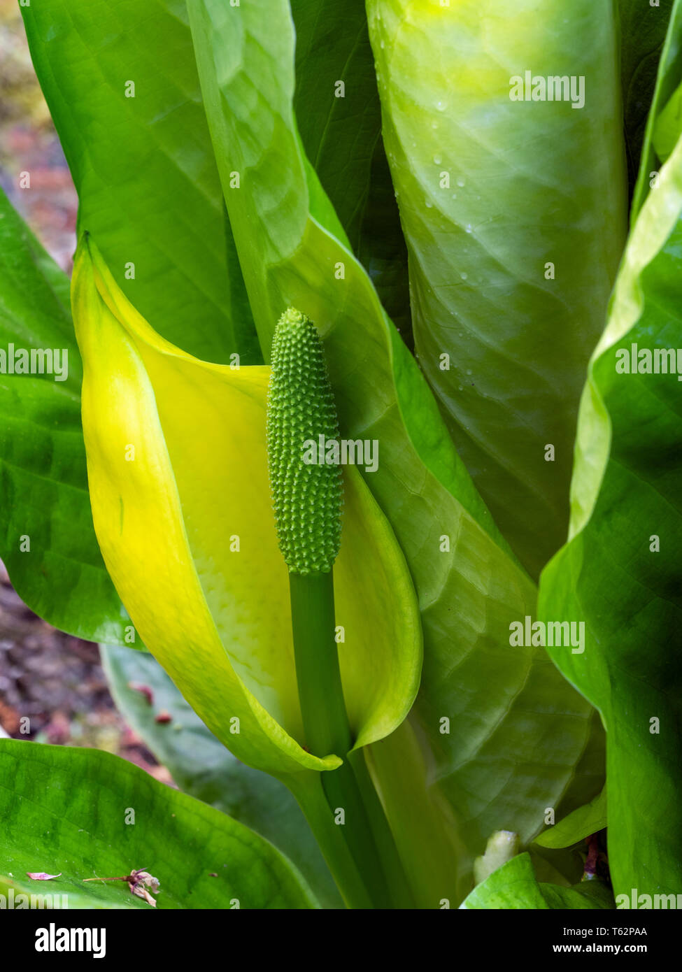 Western skunk cabbage Lysichiton americanus (USA), yellow skunk cabbage