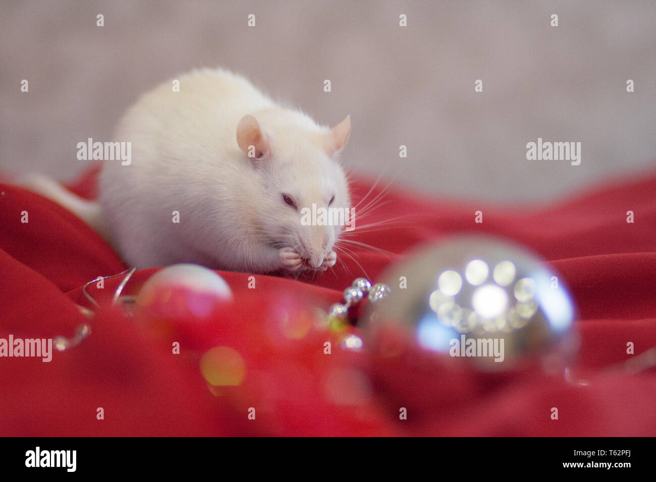 Christmas mouse concept, White mouse, white rat, New year, bauble, happiness, closeup, cute, funny, fur, mammal, Comedy Stock Photo - Alamy Christmas mouse concept, White mouse, white rat, New year, bauble, happiness, closeup, cute, funny, fur, mammal, Comedy Stock Photo - Alamy