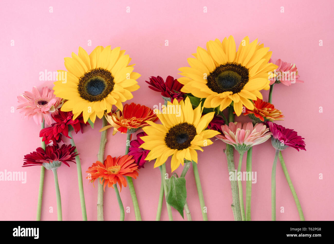 Variety of gerbera flowers and sunflower on pink background Stock Photo -  Alamy
