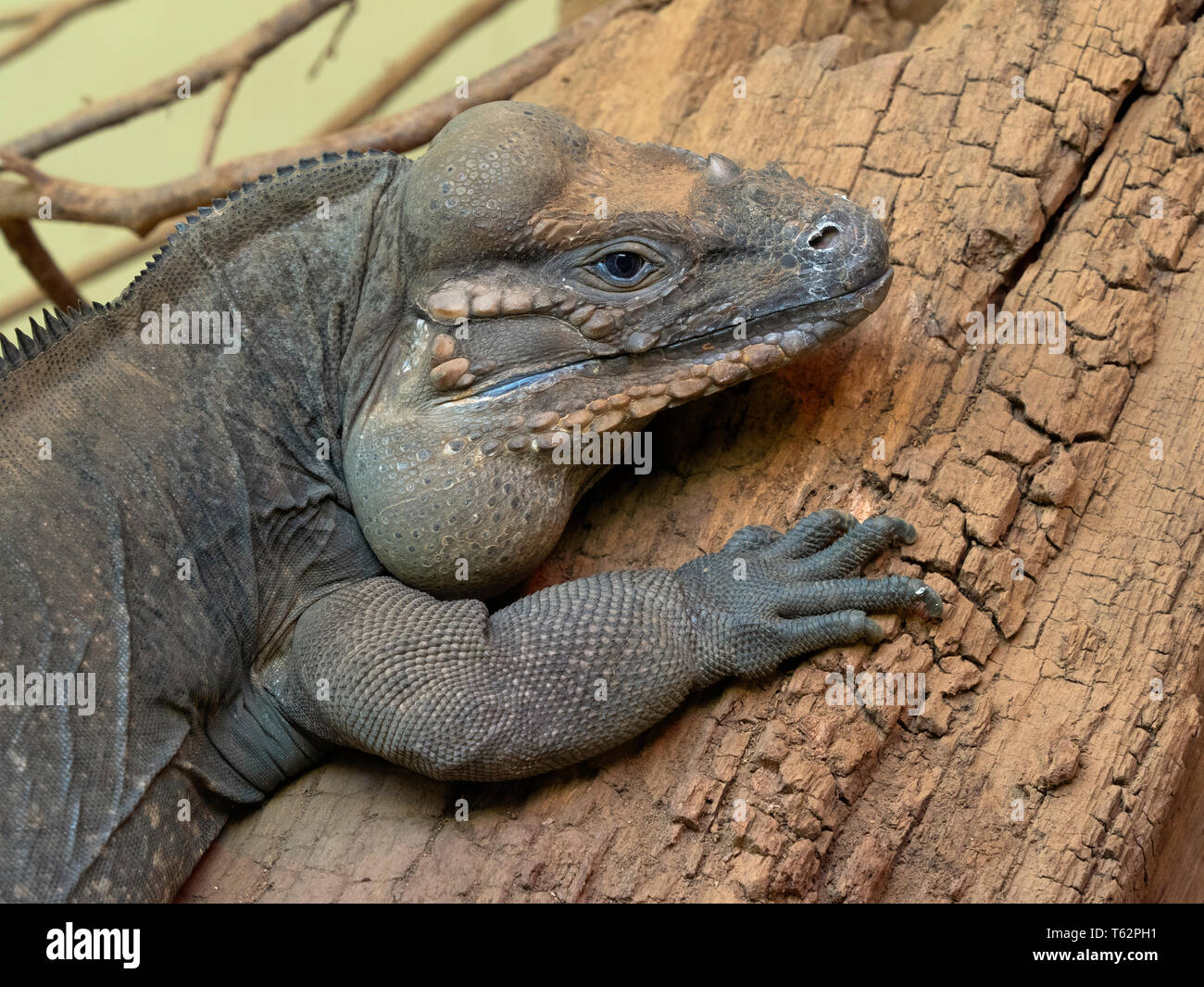 Rhinoceros iguana Cyclura cornuta Stock Photo