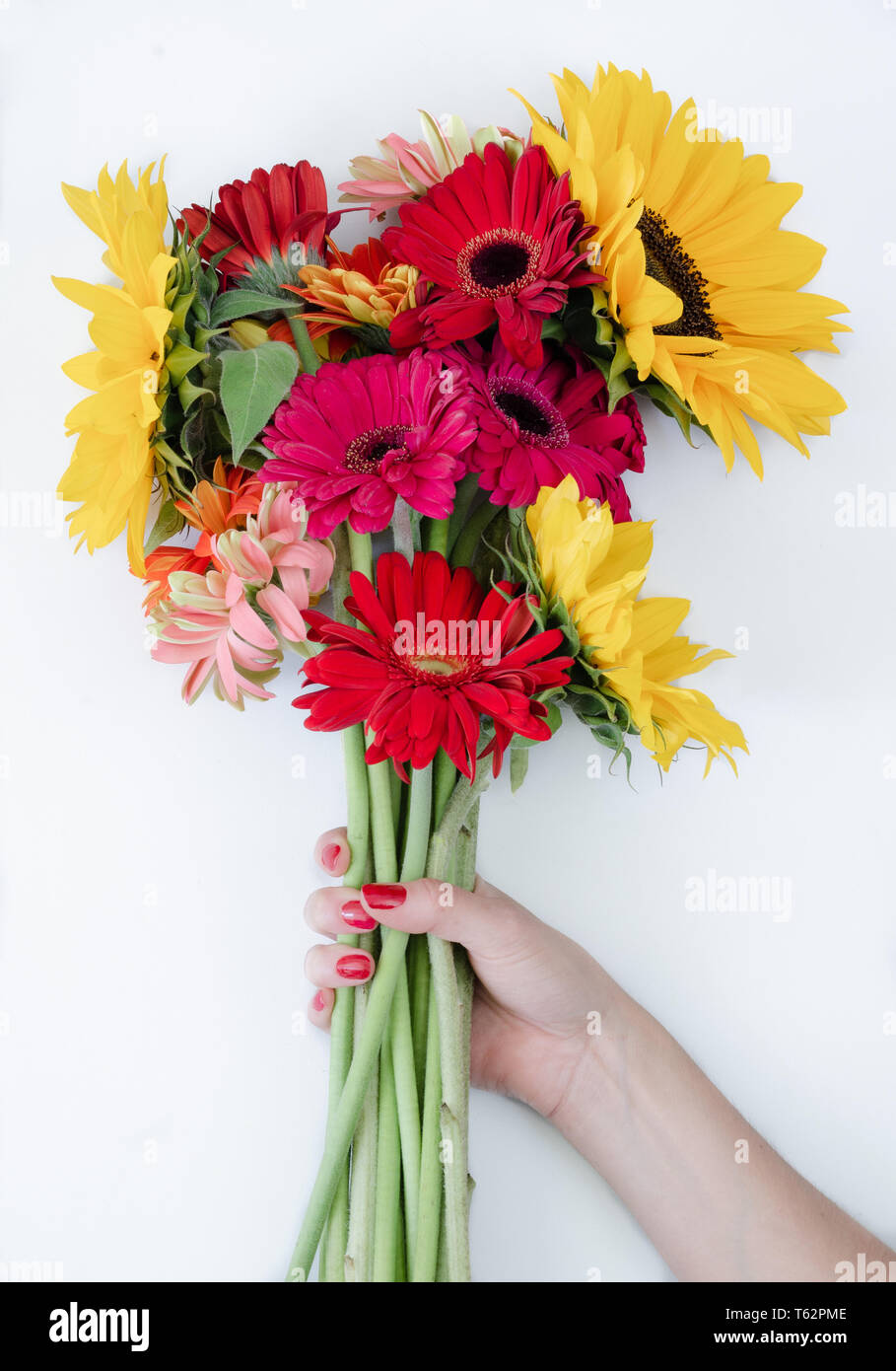 Bouquet of gerbera flowers and sunflower in woman's hand on white background Stock Photo Alamy