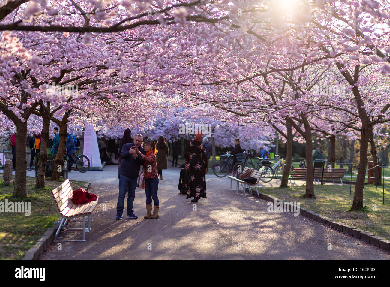 Cherry tree blossoming at Bispebjerg Cemetery, Denmark Stock Photo