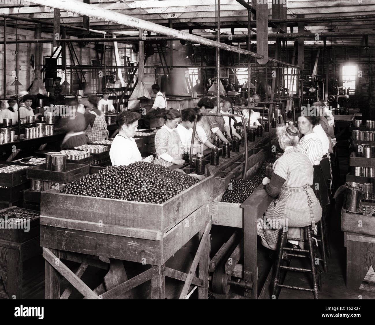 1900s FOOD PROCESSING FACTORY PRIMARILY STAFF OF WOMEN FILLING JARS WITH OLIVES CALIFORNIA USA - asp p6428 ASP001 HARS B&W PROCESSING SKILL OCCUPATION OLIVES SKILLS FILLING LABOR OF EMPLOYMENT OCCUPATIONS MOTION BLUR CONCEPTUAL EMPLOYEE COOPERATION GLASS JARS JARS MID-ADULT MID-ADULT MAN MID-ADULT WOMAN STAFF BLACK AND WHITE CAUCASIAN ETHNICITY LABORING OLD FASHIONED Stock Photo