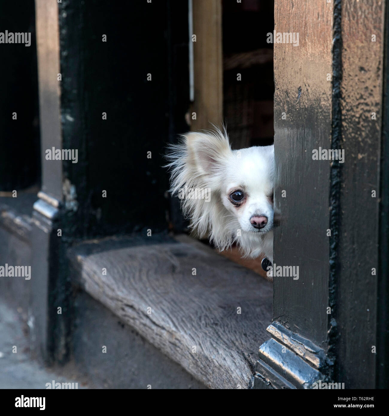 Chihuahua door hires stock photography and images Alamy
